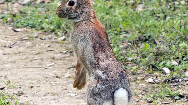 Cottontail Rabbit in August