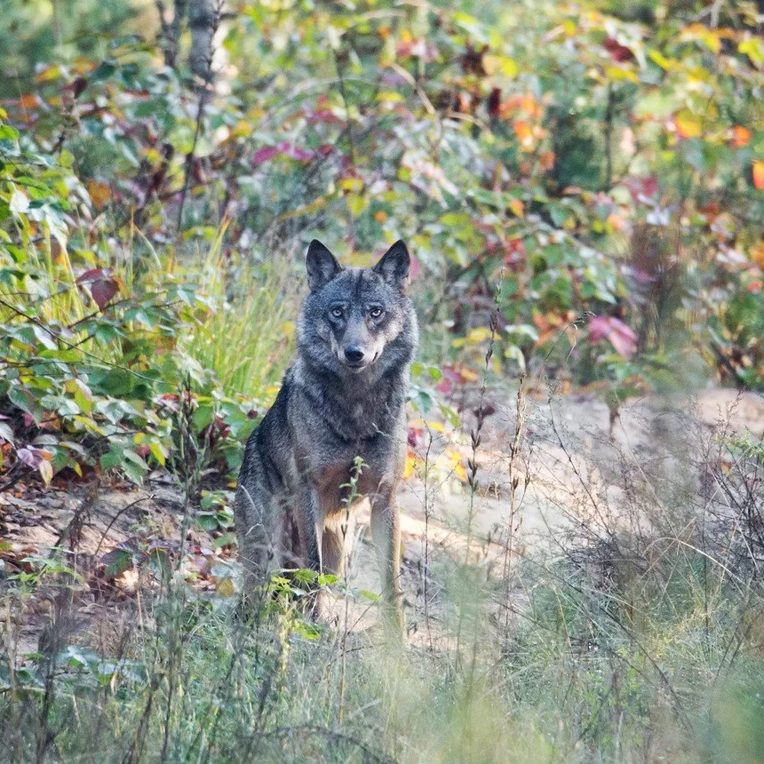Gray wolf in September