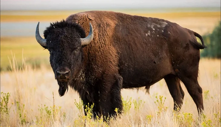 big game american bison in october