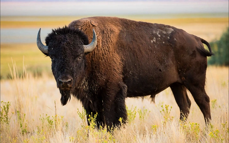 big game american bison in october