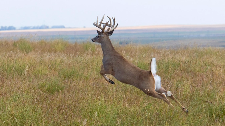 big game white-tailed deer in august