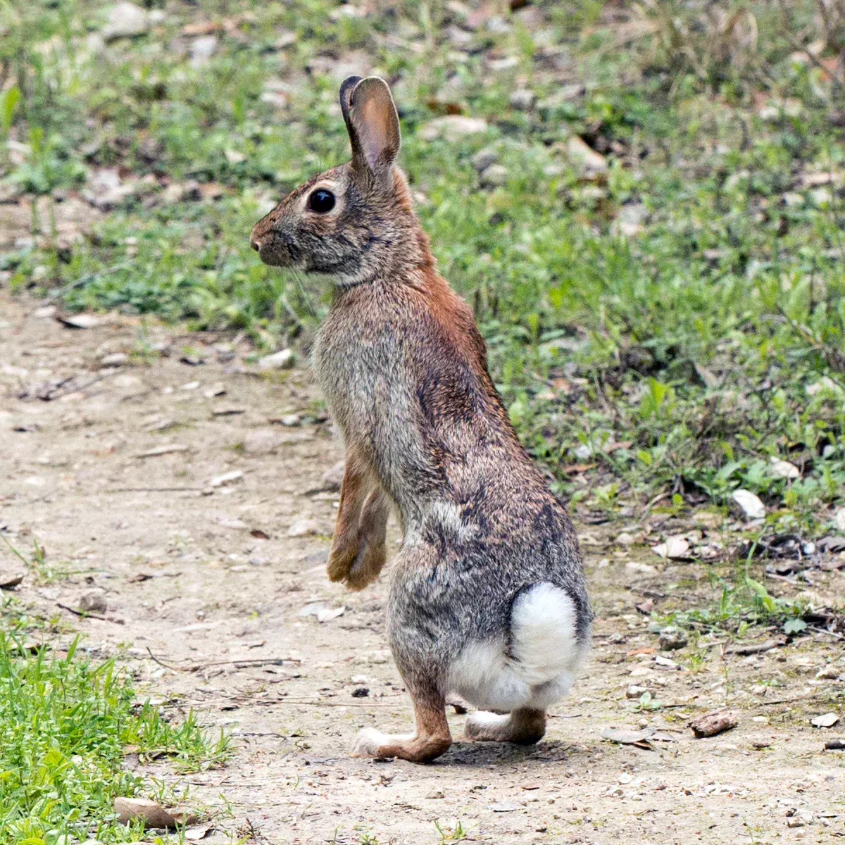 Cottontail Rabbit in August