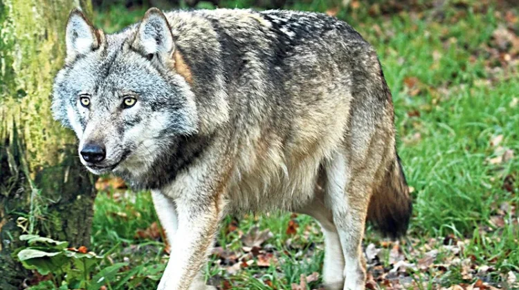 Gray wolf in August