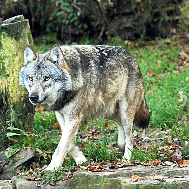 Gray wolf in August