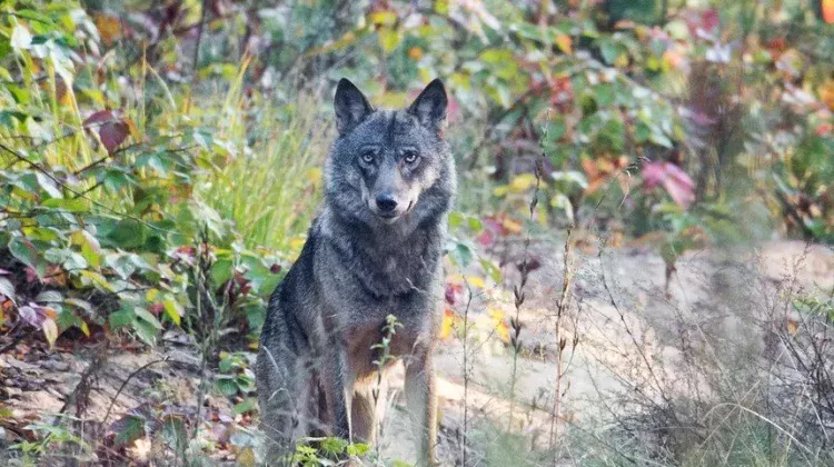 Gray wolf in September