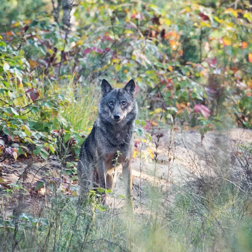 Gray wolf in September