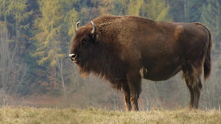 big game American bison in November