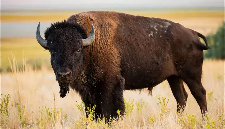 big game american bison in october
