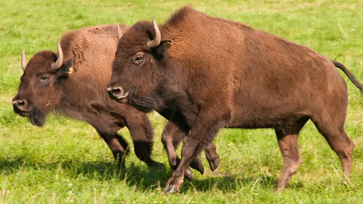 big game American bison in September