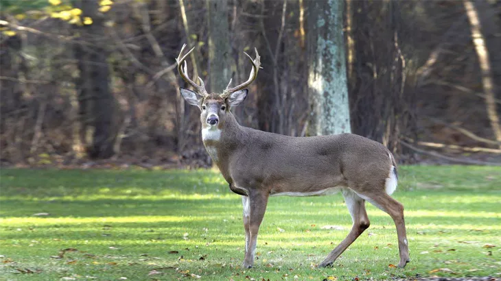 big game white-tailed deer in september
