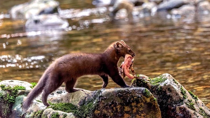 American Marten in November