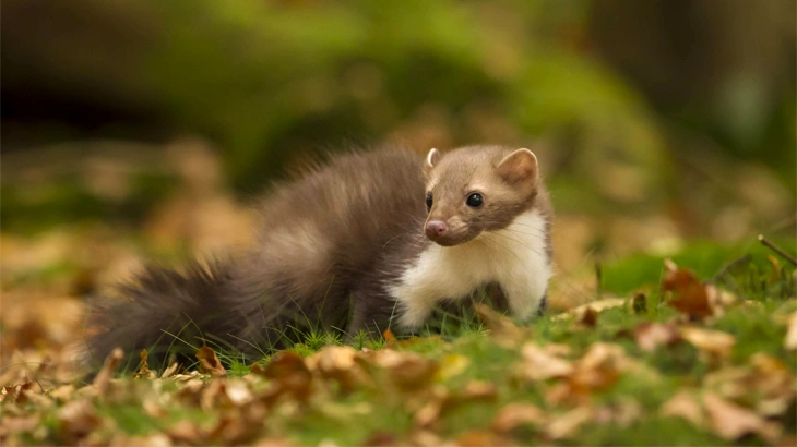American Marten in October