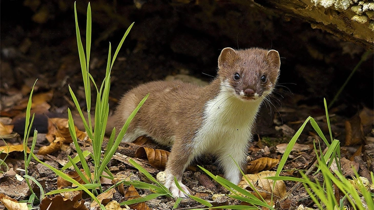 American Marten in September