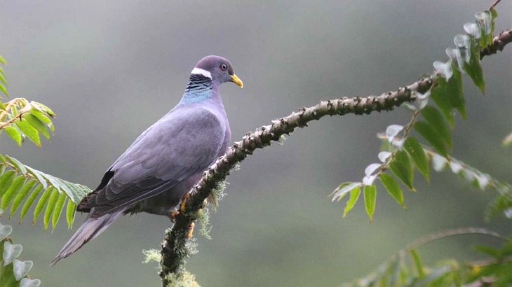 Band-tailed Pigeon in August