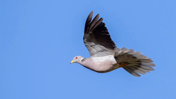 Band-tailed Pigeon in October