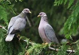 Band-tailed Pigeon in September