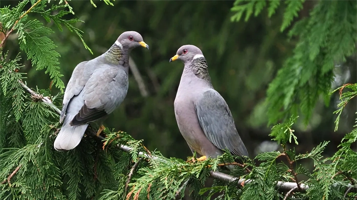 Band-tailed Pigeon in September