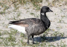 Brant in August