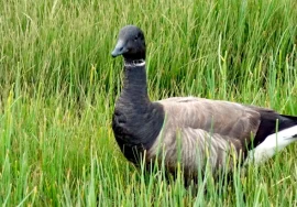 Brant in September