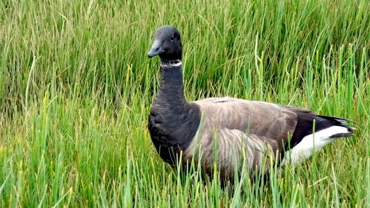 Brant in September