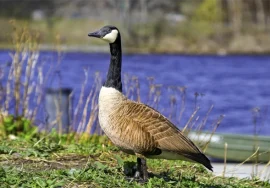 Canada Goose in November