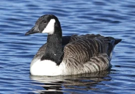 Canada Goose in October