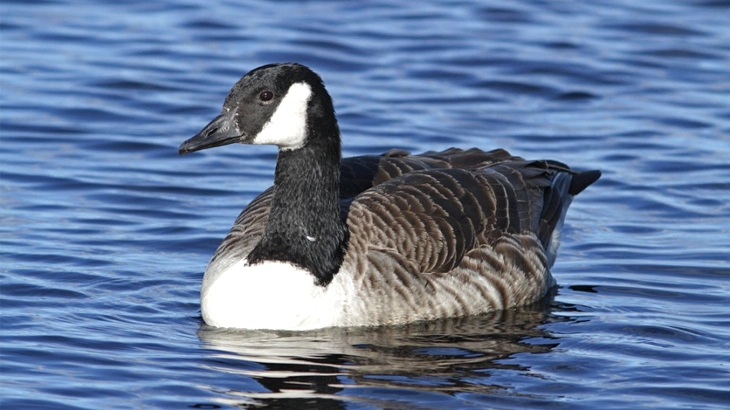 Canada Goose in October