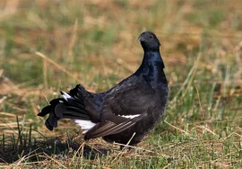 Dusky Grouse in September