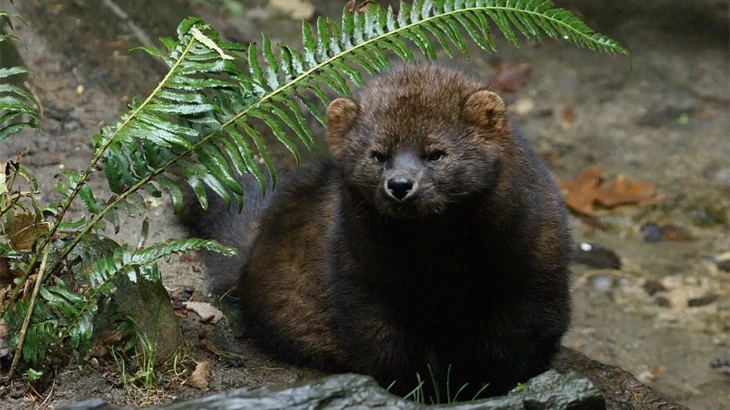 Fisher in September