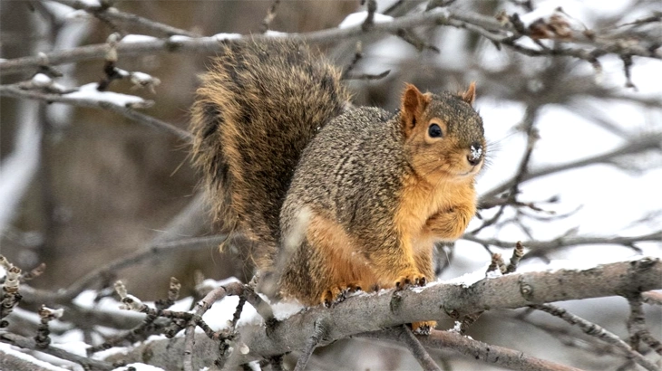 Fox Squirrel in december