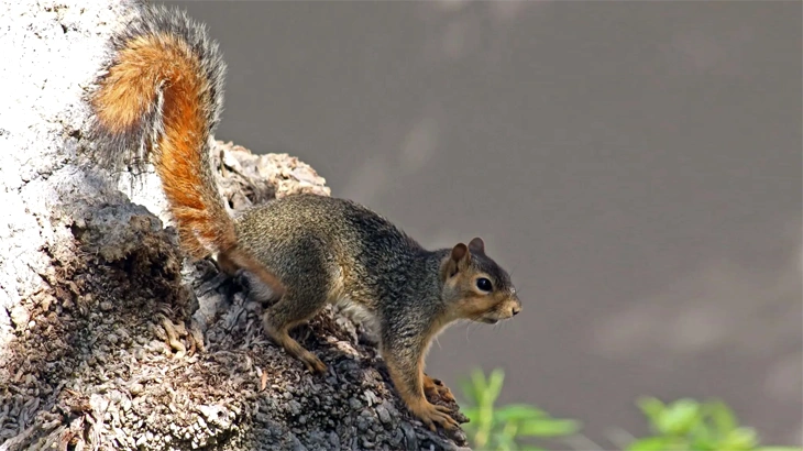 Fox Squirrel in september