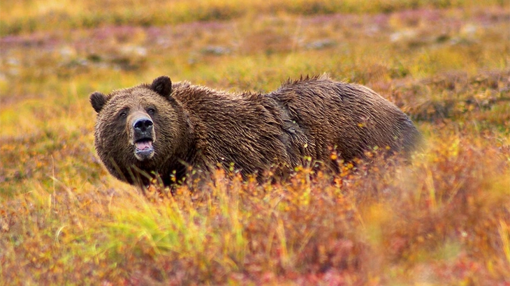 Grizzly Bear in November