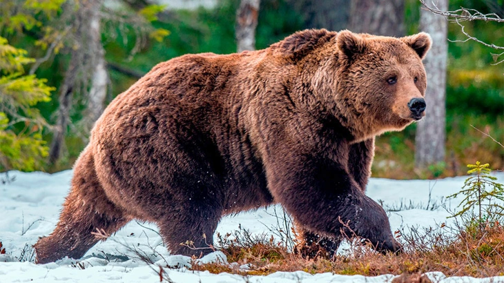 Grizzly Bear in October