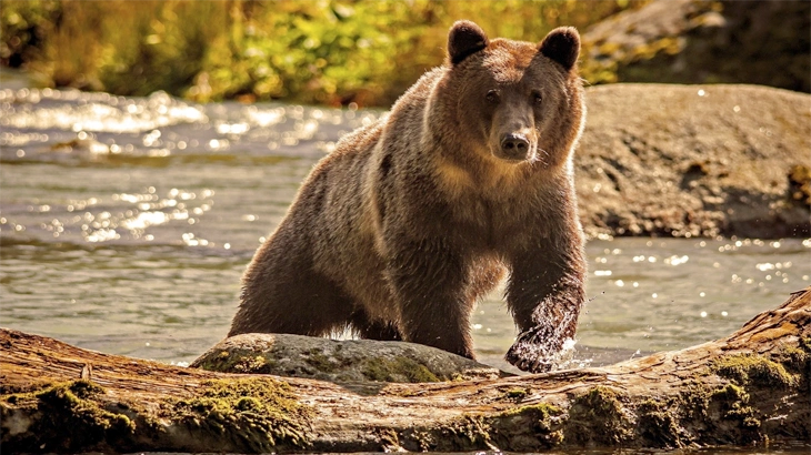 Grizzly Bear in September
