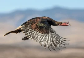 Wild Turkey in September