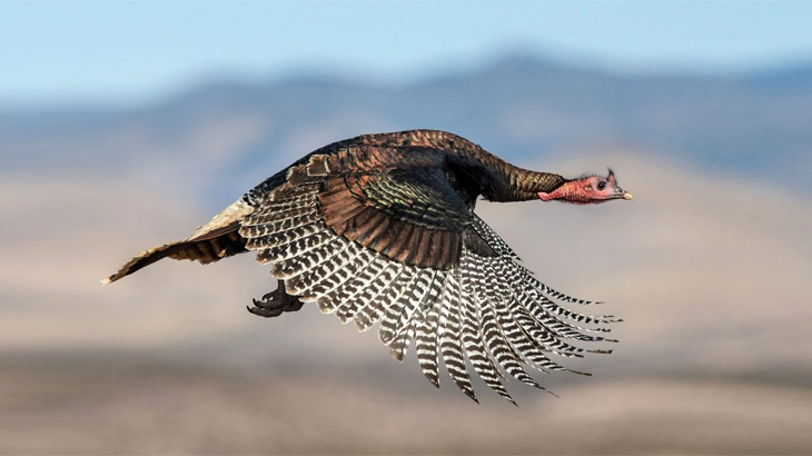 Wild Turkey in September