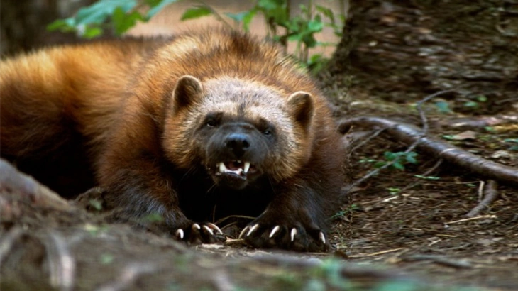 Wolverine in November