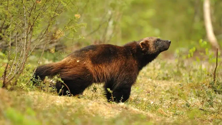 Wolverine in October