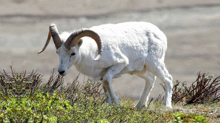 big game Dall Sheep in September