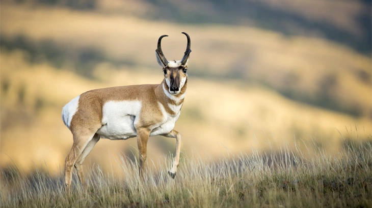 big game Pronghorn Antelope в November