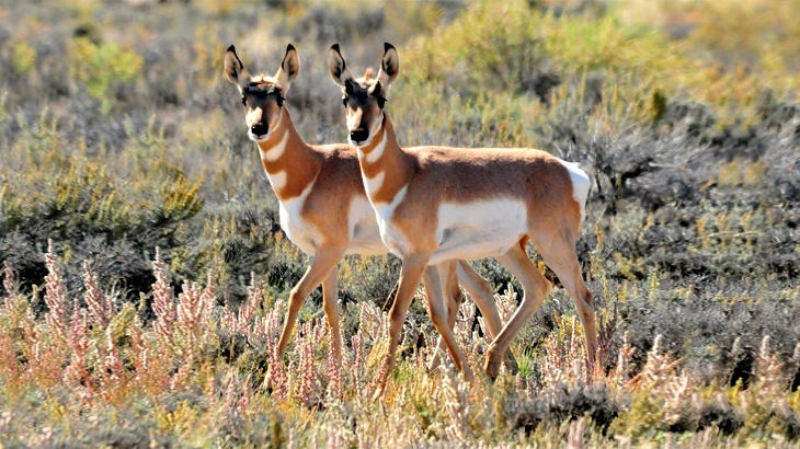 big game Pronghorn Antelope в October