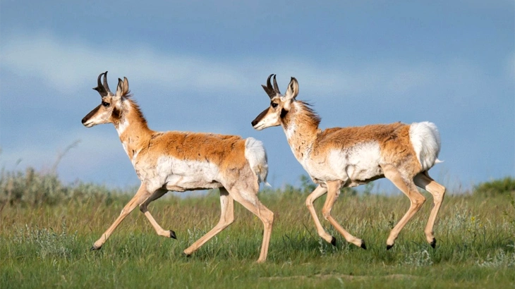 big game Pronghorn Antelope в September