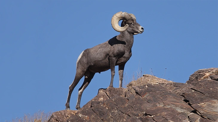 big game bighorn sheep in September