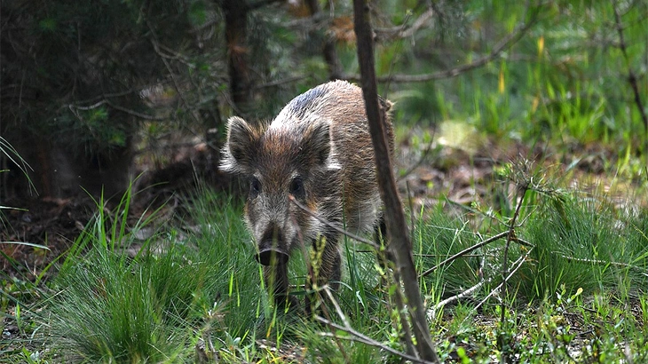 big game wild boar in October