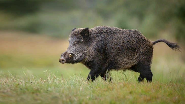 big game wild boar in September