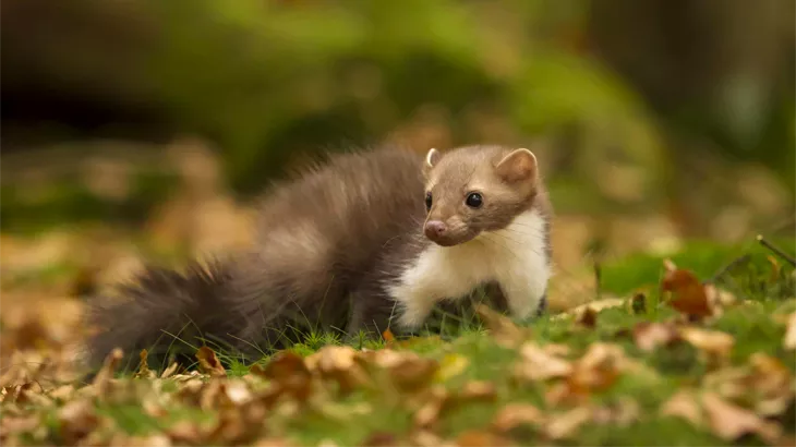 American Marten in October