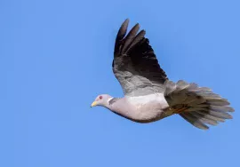 Band-tailed Pigeon in October