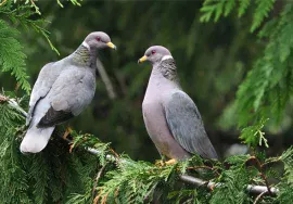 Band-tailed Pigeon in September