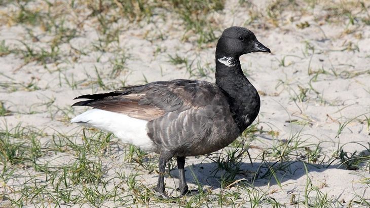 Brant in August