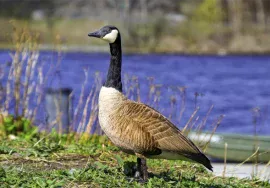 Canada Goose in November